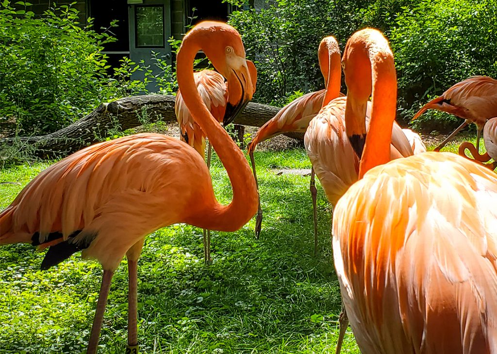 Lincoln-Childrens-Zoo